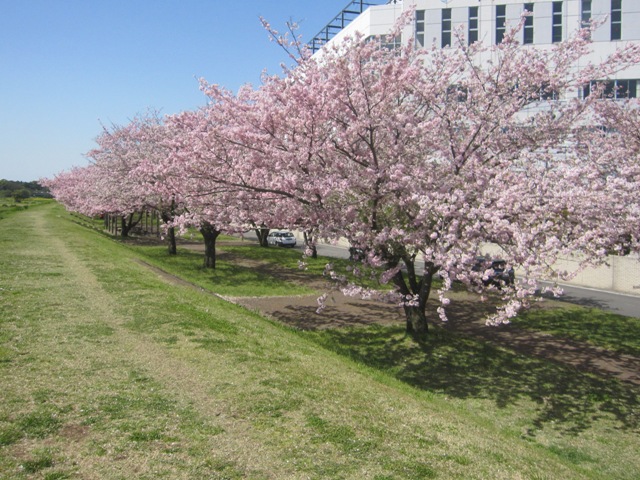 思川桜１.jpg
