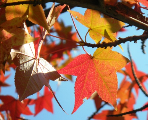 19紅葉 (7).JPG