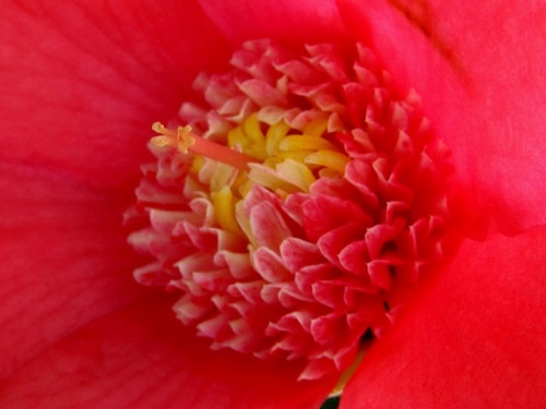 変わった形のツバキの花 たくさんの雄蕊が弁化現象で花びらに変化したものです 雄蕊が花弁化する八重咲き その2 しろうと自然科学者の自然観察日記 楽天ブログ