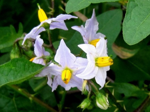 ナス科の植物で茎や葉に鋭い刺が多いワルナスビ 悪茄子 の花 団地周辺で見かける帰化植物 その 最終回 しろうと自然科学者の自然観察日記 楽天ブログ