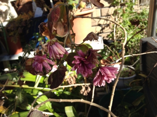 IMG_2576 (640x480).jpg