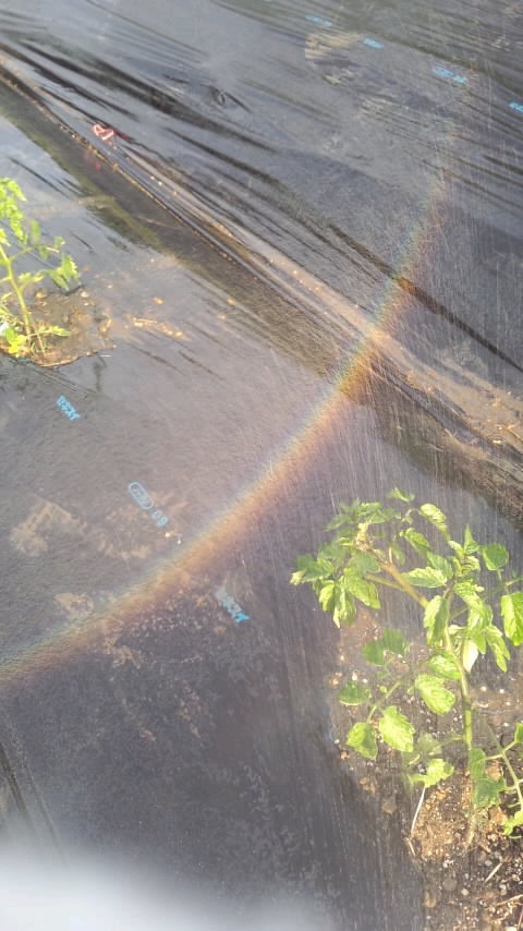 トマトと虹（ハレーションあり）2014