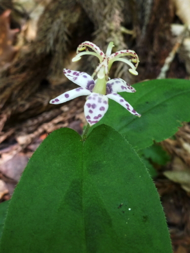 水上の里山の花201308197.jpg