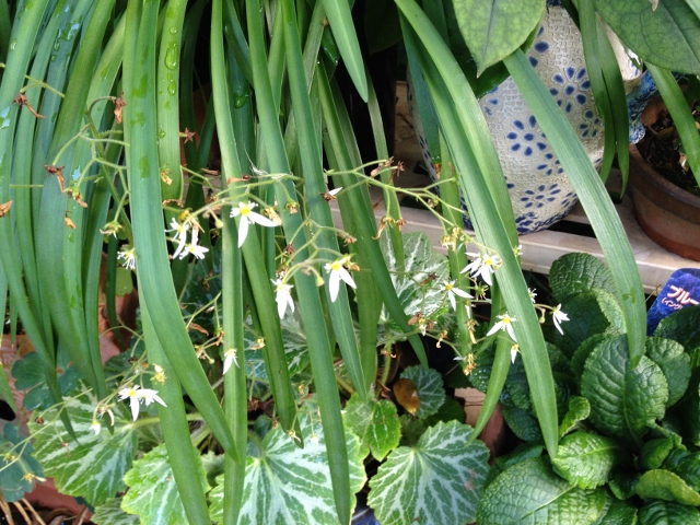 IMG_0484 (640x480).jpg