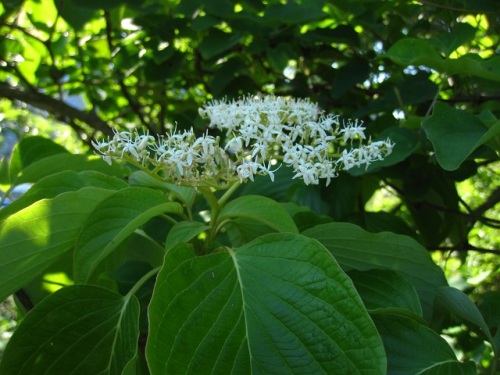 枝先に散房花序を出し白くて小さい花をたくさんつけるミズキの花 5月末の静岡県富士宮市 田貫湖周辺での自然観察 その17 しろうと自然科学者の自然観察日記 楽天ブログ