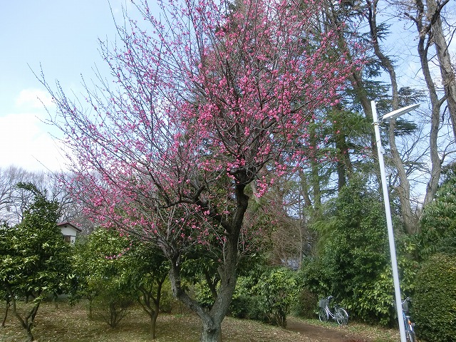 red plum flowers.jpg