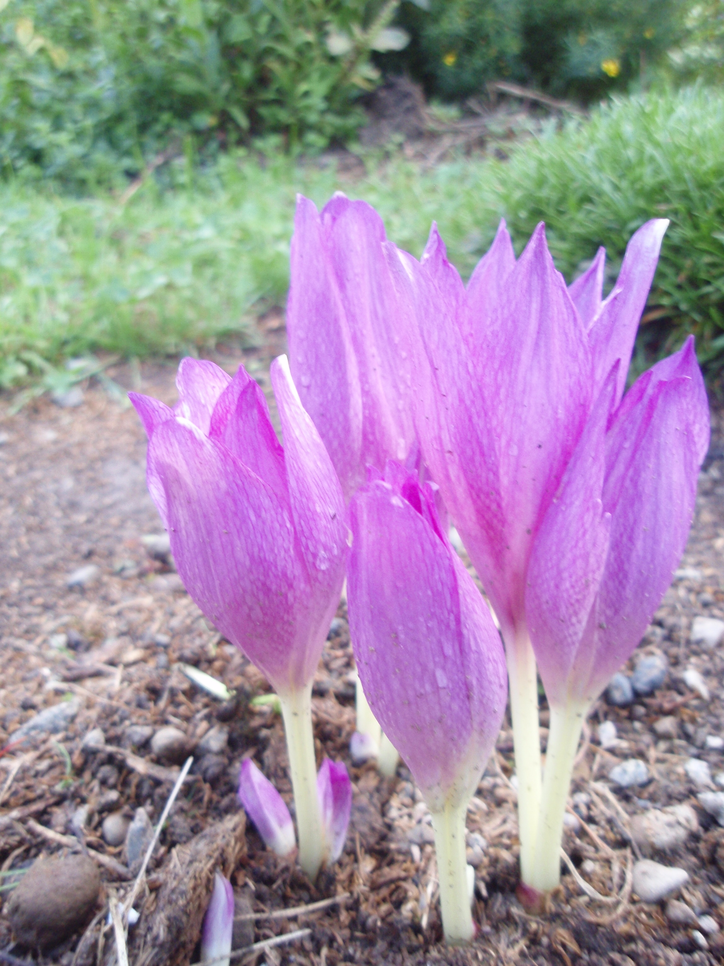 キルタンサスとしゅうかいどう 003.jpg