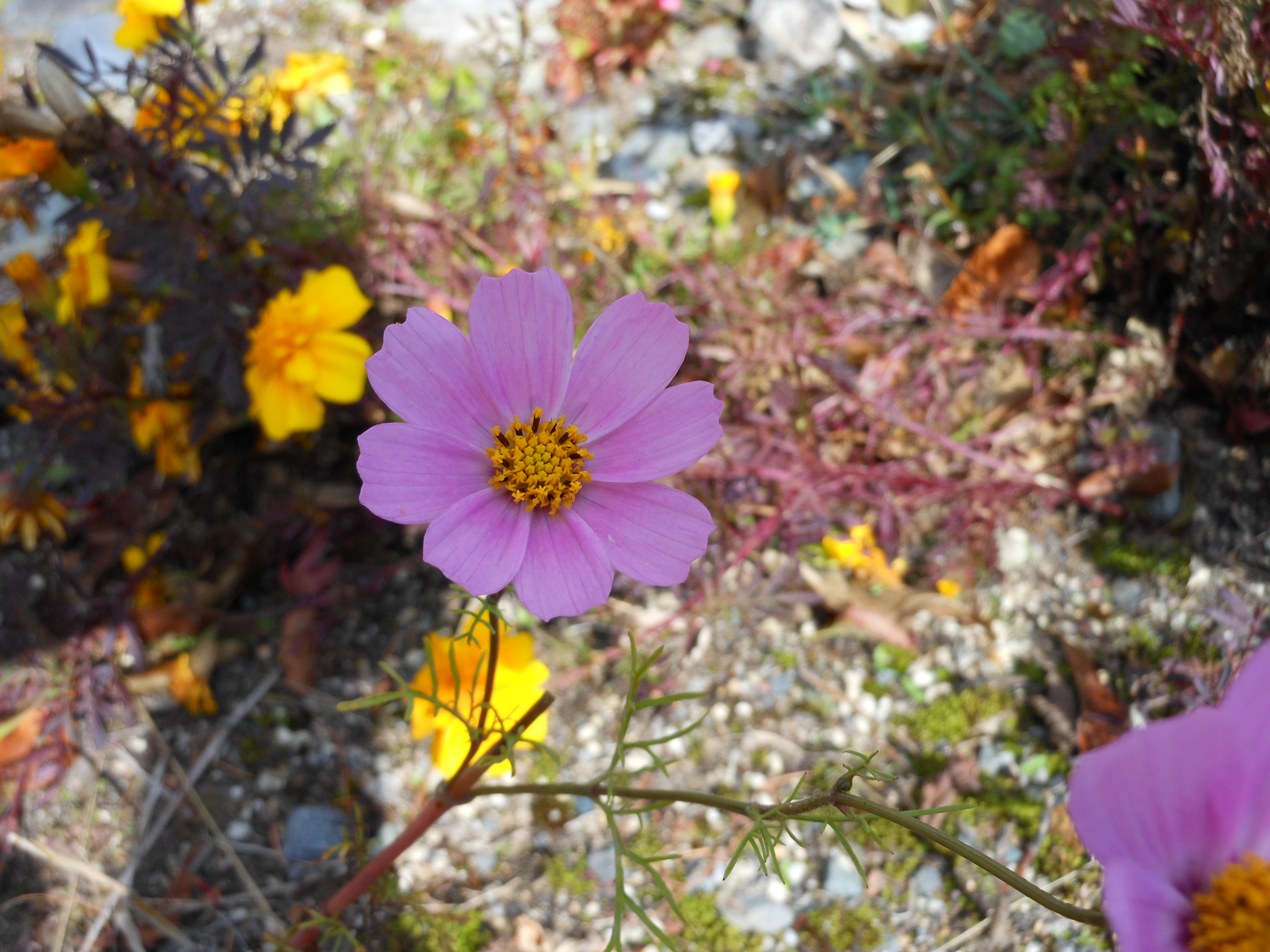DSCN1030.JPG
