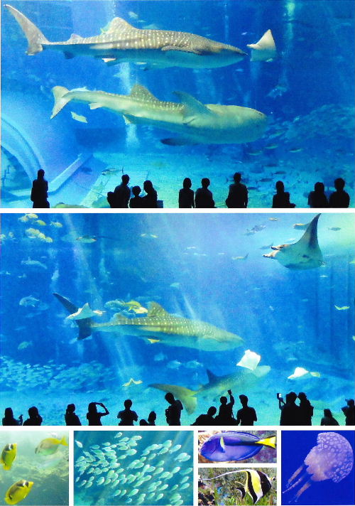 沖縄旅行5s.JPG