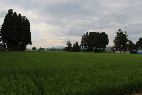 80114飯豊町散居集落の防風林と水田500.jpg