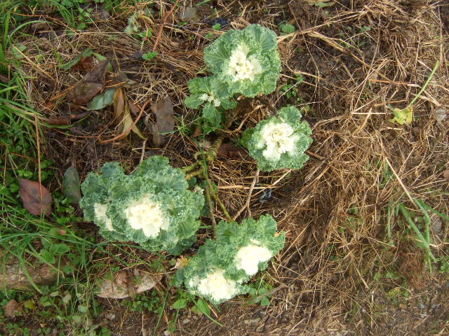 DSCF5450.JPG