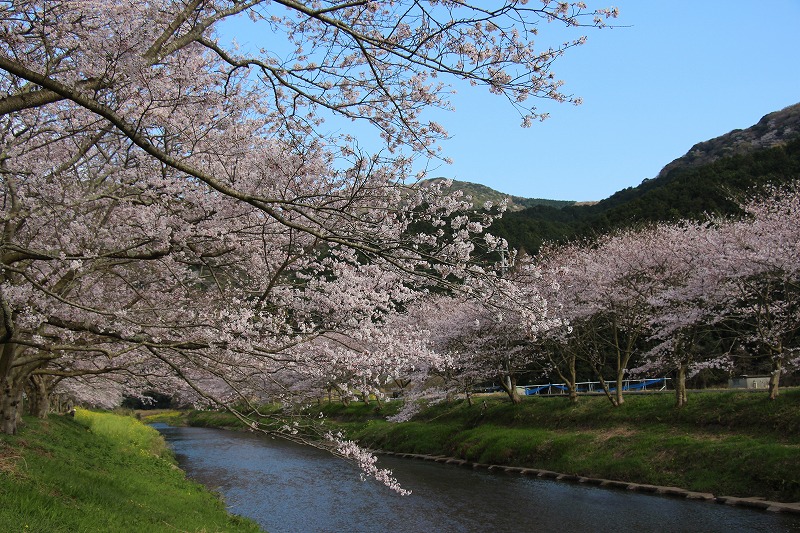 40215松崎町那賀川沿いの桜並木.jpg