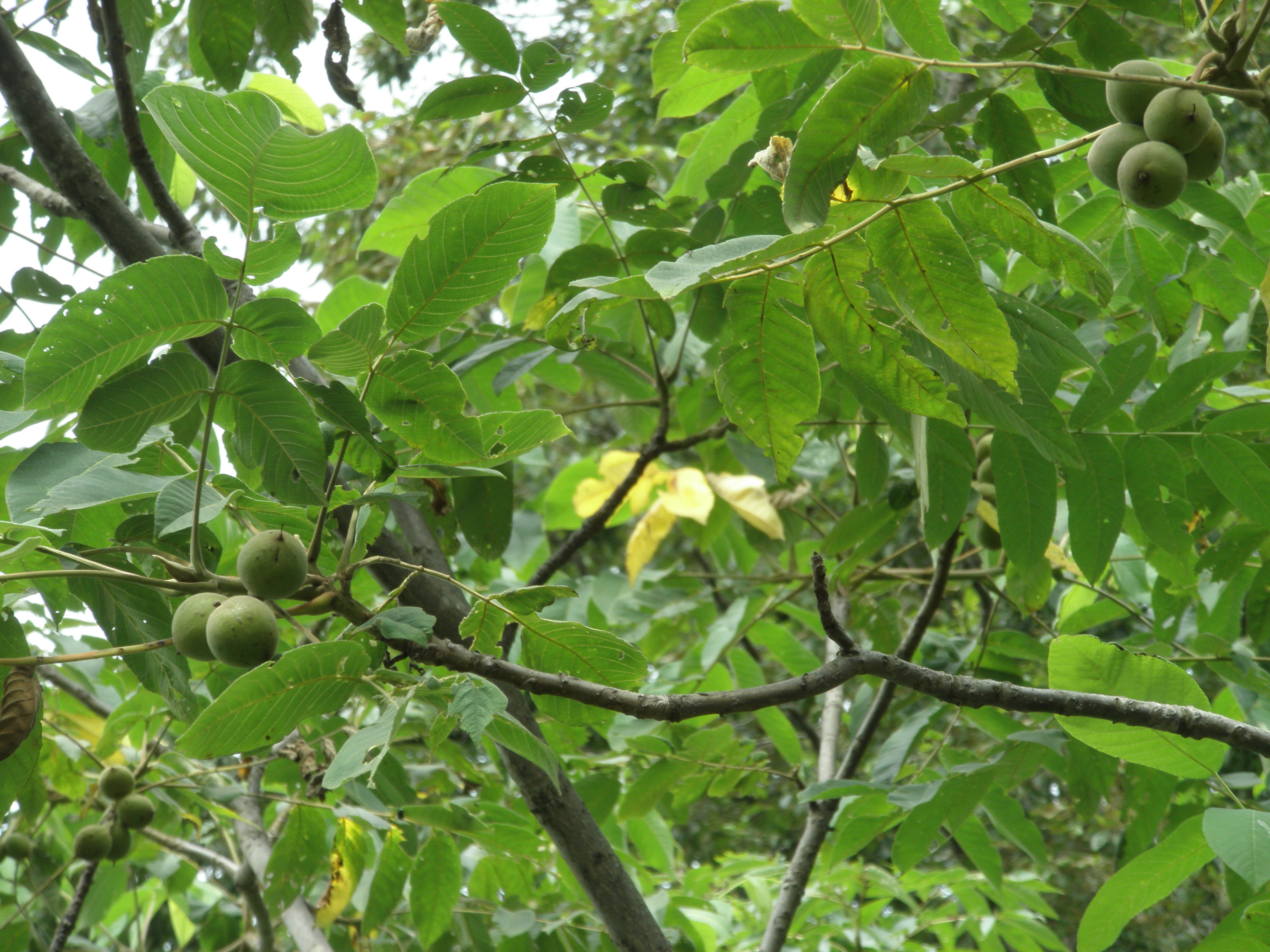 P8151634.JPG