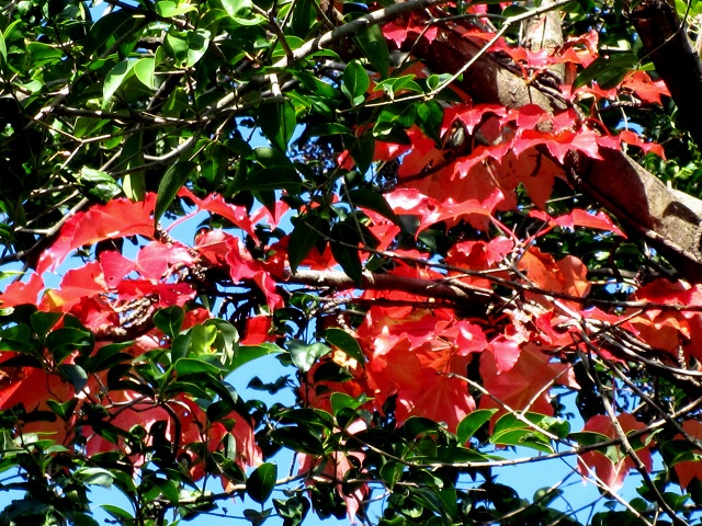 004ツタ2012.11.9-2.JPG