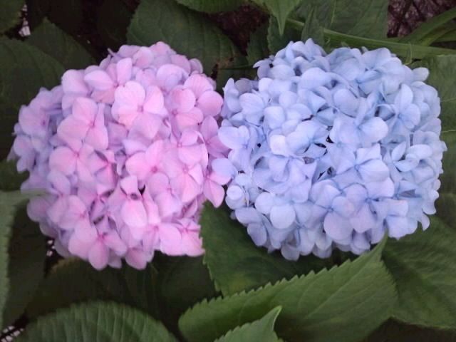 色違いの並ぶ球紫陽花2018