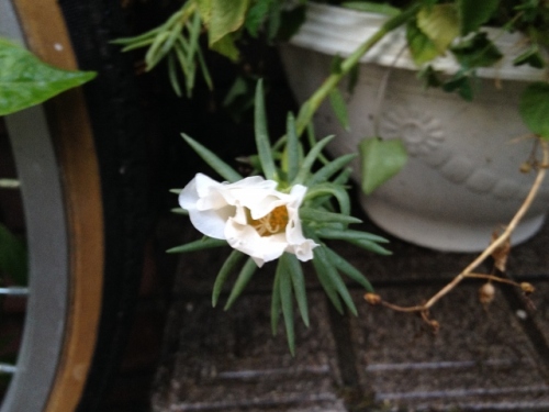 IMG_1357 (640x480).jpg