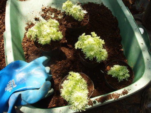 2015-06-24 09.15.16.jpg