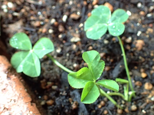 P7220916 (640x481).jpg