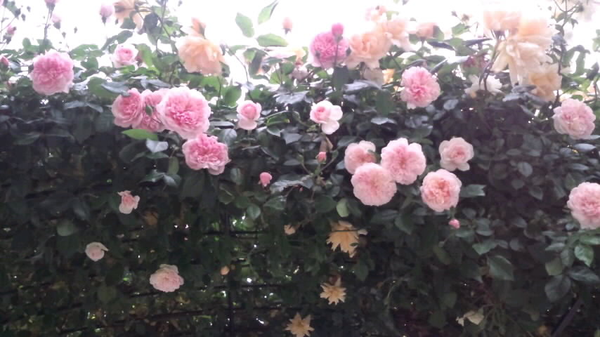 バラのアーチ2015