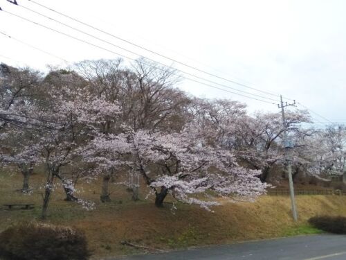 250410atagoyama1.jpg