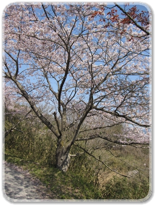 三田ケ峠の桜_7844.jpg