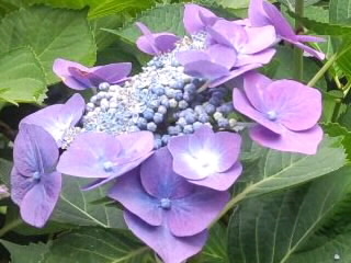 ピンク紫ガクアジサイ2015