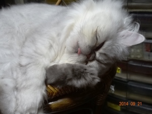 DSC04319 (300x225).jpg