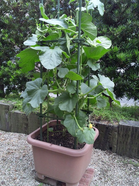 2016年６月ころたん