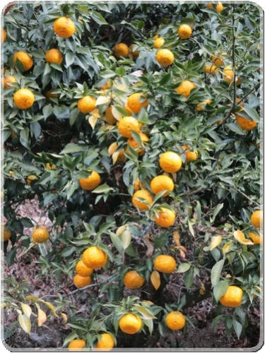 2411畑地区のゆず_2411.jpg