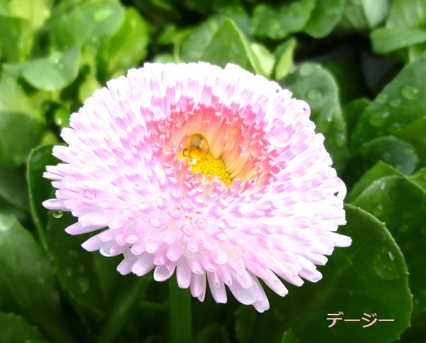 P1030972A.jpg