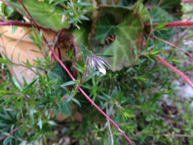 IMG_6902 (640x480).jpg