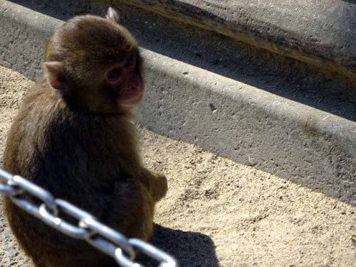 シャーロット (2).JPG