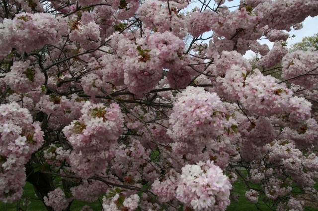 ２０１２桜・ボタニカルガーデン2.jpg