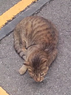 半分寝ている猫2016