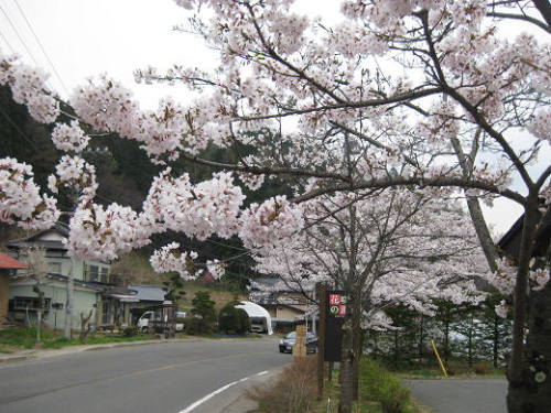 13.02　桜が満開s.jpg