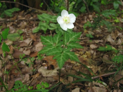 イチリンソウの花 晩春 4月下旬 5月初め の高尾山での自然観察 その1 しろうと自然科学者の自然観察日記 楽天ブログ