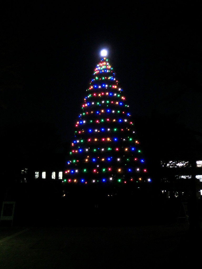 青学のクリスマスツリー