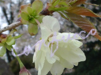 sakura 2015 Ukon .jpg