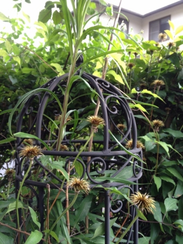 IMG_8951 (480x640).jpg