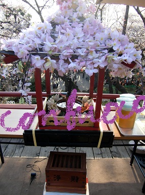 sakura201204 1.jpg