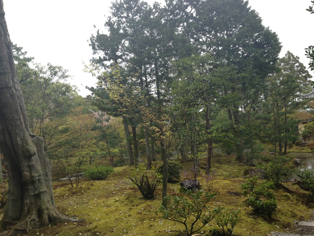 竹喬の木々.jpg