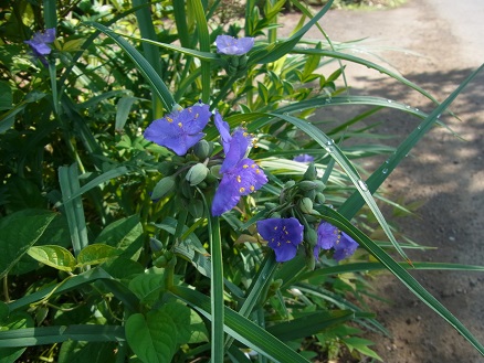 RIMG0706.JPG