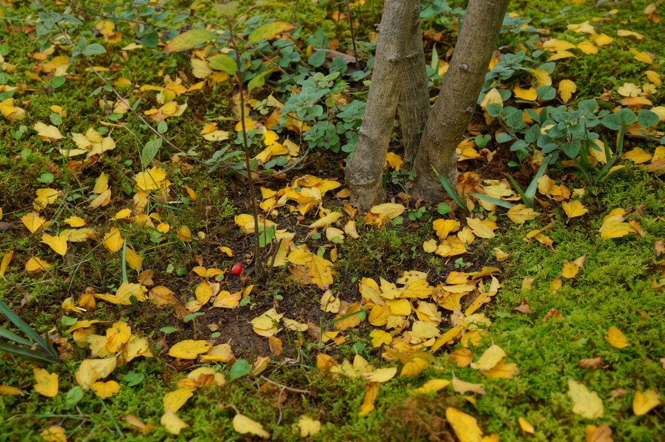 DSC00873.JPG
