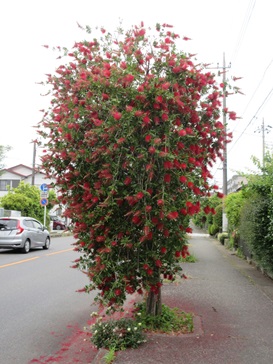 ブラシの木.jpg