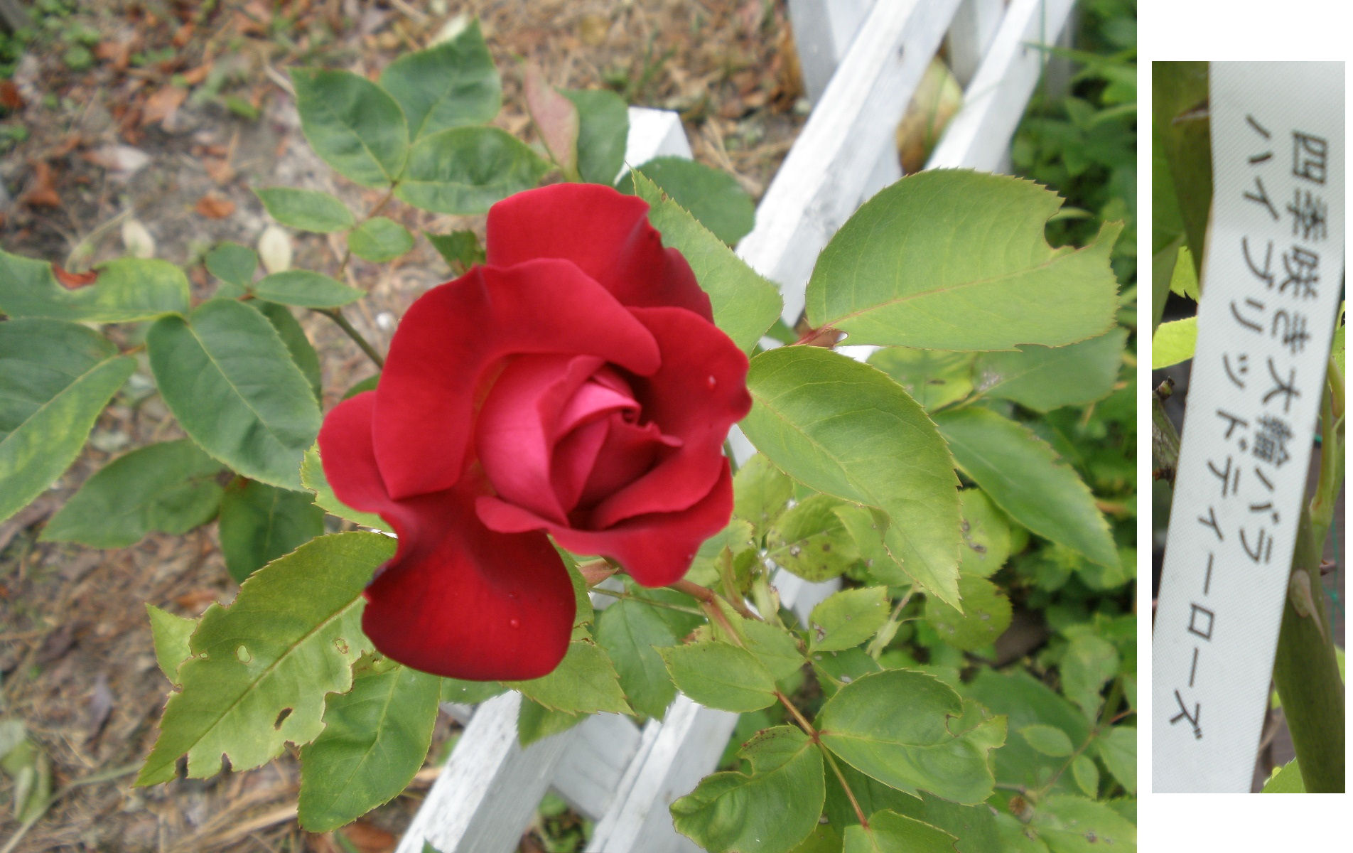 P5230953-1.jpg