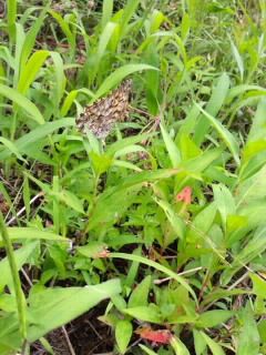 草に紛れる蝶2017