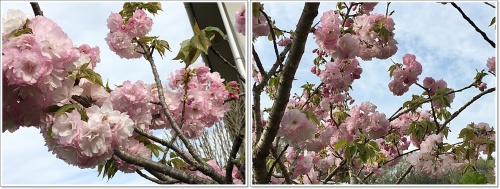 5桜結合2枚cats.jpg