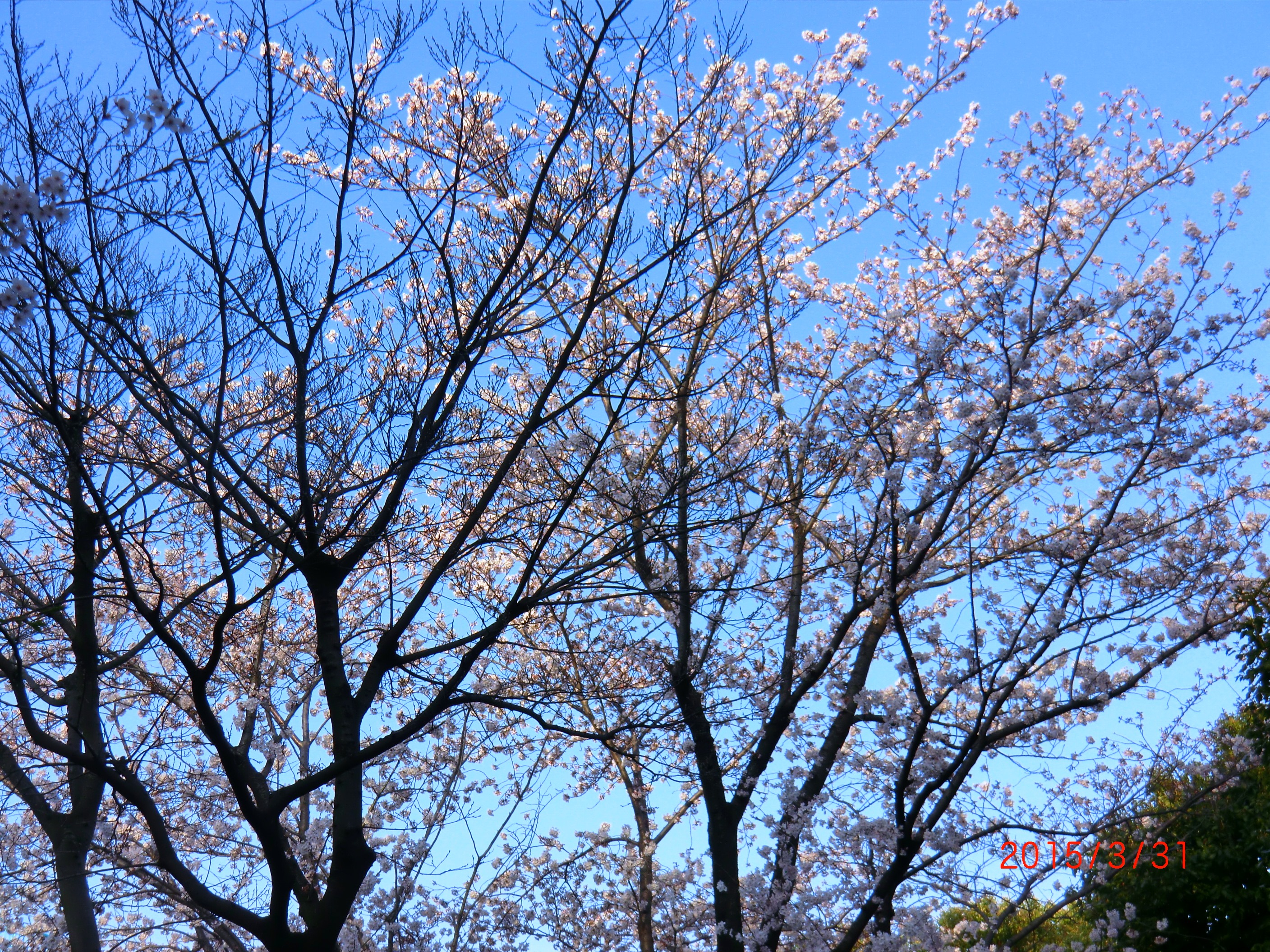 １５－４－１青葉台桜 012.JPG