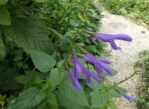 庭の草 木 花 ネコ様とガーデニング 楽天ブログ