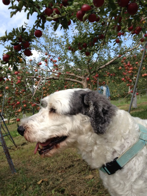 201209230710_2040_iphone.jpg
